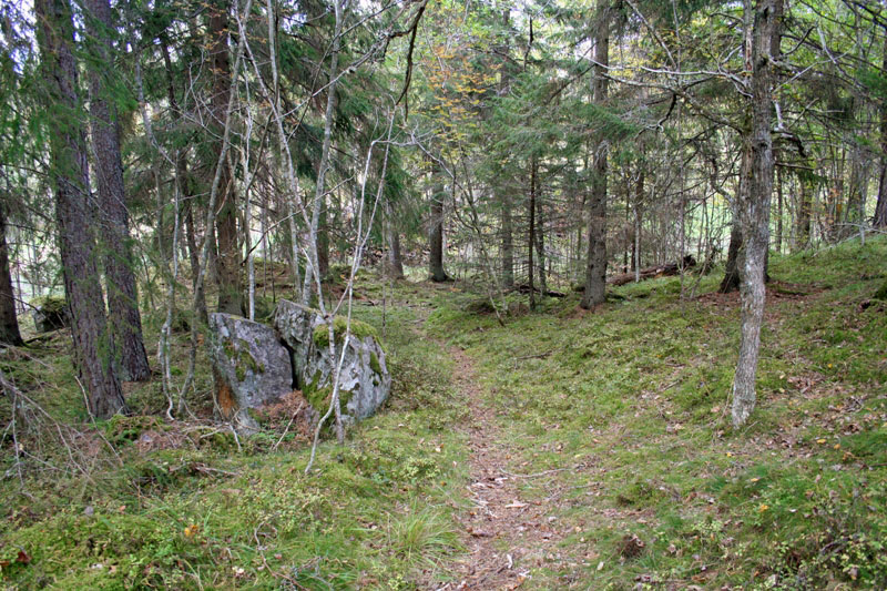 Vägen över skogsbacken